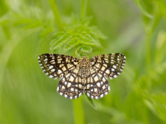 Latticed heath moth in Bulgaria.