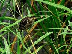 Little bittern in Bulgaria.