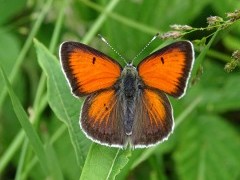 Balkan copper in Bulgaria.
