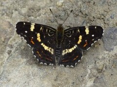 Map butterfly in Bulgaria.