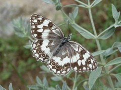 Balkan marbled white in Bulgaria.