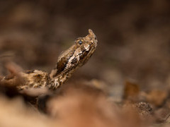 Nose-horned viper in Bulgaria.