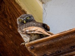 Pygmy owl in Bulgaria.