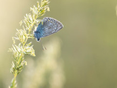 Amanda's blue butterfly in Bulgaria.