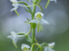 Amanda's butterfly orchid in Bulgaria.