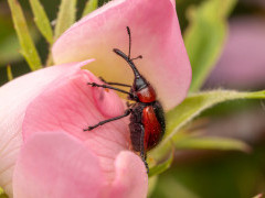 Apple fruit weevil in Bulgaria.