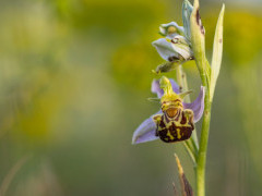 Bee orchid in Bulgaria.