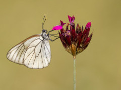 Black-veined white in Bulgaria.