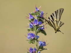 False swallowtail in Bulgaria.
