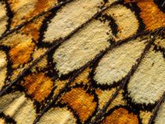 Close-up of a fritillary wing in Bulgaria.