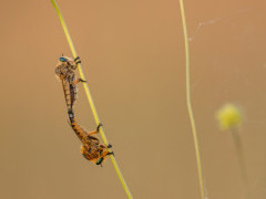 Mating robber flies in Bulgaria.