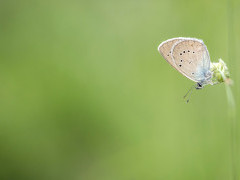 Mazarine blue butterfly in Bulgaria.