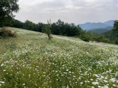 Meadow in Dobrostan, Bulgaria.