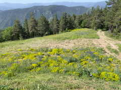 Meadow in Dobrostan, Bulgaria.