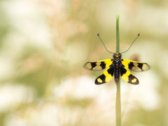 Owl fly in Bulgaria.