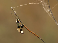 Owl fly laying eggs in Bulgaria.