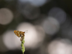 Spotted fritillaries mating in Bulgaria.