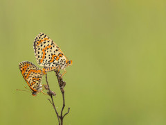 Spotted fritillaries mating in Bulgaria.