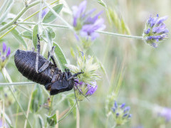 Bronze glandular bush cricket in Bulgaria.