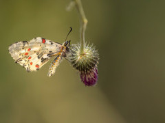 Festoon butterfly in Bulgaria.