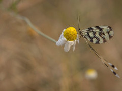 Spoonwing in Bulgaria.