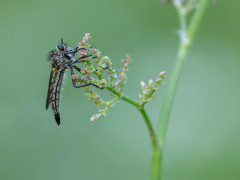 Robber fly in Bulgaria.