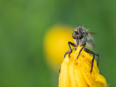 Robber fly in Bulgaria.