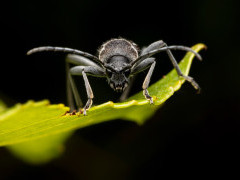 Round-necked longhorn beetle in Bulgaria.