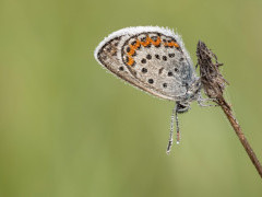 Silver-studded blue in Bulgaria.