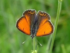 Male Balkan copper in Bulgaria.