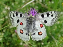 Parnassius apollo in Bulgaria.