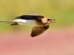 Collared pratincole near Lake Skadar in Montenegro