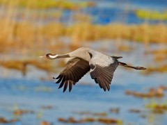 Common crane