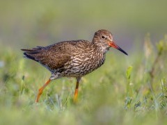 Common redshank