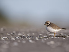 Common ringed plover in Scotland