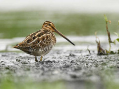 Common snipe in Scotland