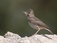 Crested lark