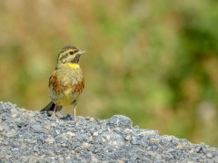 Cirl bunting in Crete, Greece