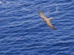 Eleaonora's falcon in Crete, Greece