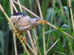 Little bittern in Crete, Greece