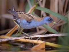 Little crake in Crete, Greece