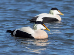 Eider duck in Scotland