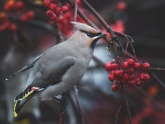 Bohemian waxwing