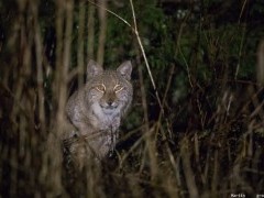 Eurasian lynx in Estonia.