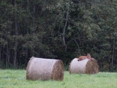 Eurasian lynx in Estonia.
