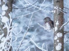 Eurasian pygmy owl in Estonia