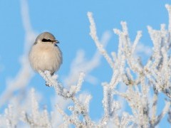 Great grey shrike