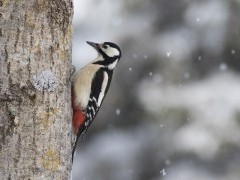 Great spotted woodpecker