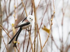 Long-tailed tit in Estonia