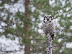 Northern hawk owl